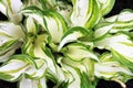 Hosta plant Royalty Free Stock Photo