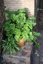 Hosta plantaginea and Clorophytum comosum