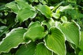 Hosta plantaginea, the fragrant plantain lily or August lily, is species of flowering plant in the family Asparagaceae Royalty Free Stock Photo