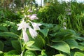 Hosta plantaginea, the fragrant plantain lily or August lily, is species of flowering plant in the family Asparagaceae Royalty Free Stock Photo