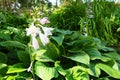 Hosta plantaginea, the fragrant plantain lily or August lily, is species of flowering plant in the family Asparagaceae Royalty Free Stock Photo