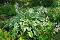 Hosta plantaginea, the fragrant plantain lily or August lily, is species of flowering plant in the family Asparagaceae Royalty Free Stock Photo