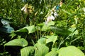 Hosta plantaginea, the fragrant plantain lily or August lily, is species of flowering plant in the family Asparagaceae Royalty Free Stock Photo