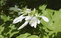 Hosta plantaginea, the fragrant plantain lily or August lily Royalty Free Stock Photo