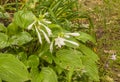 Hosta plantaginea in the garden