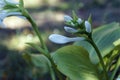 Hosta Plantaginea Grandiflora, shallow depth