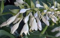 Hosta plantaginea