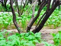 Hosta plantaginea