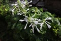 Hosta plantaginea (Lam.) Aschers It is a perennial perennial root plant of Hosta in Asparagaceae.