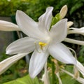 Hosta plantaginea or plantain lilies from the asparagaceae family with blooming flower grows in flower bed or garden. Square