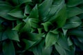 Hosta plantaginea texture, plant background