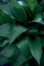 Hosta plantaginea texture, plant background