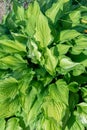 Hosta plantain closeup large leaves