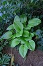 The hosta plantain flower grows in the shade.