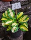 hosta plantain with green and yellow leaves