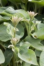Hosta - Plantain Lilies Royalty Free Stock Photo