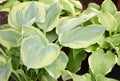 Hosta or plantain lilies leaves background Royalty Free Stock Photo