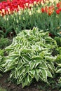 Hosta, Plantain lilies on the spring garden