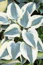 Hosta or plantain lilies with white and green leaves Royalty Free Stock Photo