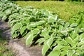 Hosta plantain lily bush