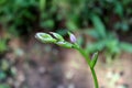 Hosta or Plantain lily herbaceous perennial plant with multiple closed flower buds on single upright scape