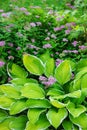 Hosta planted in summer garden