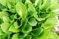Hosta plants close up in garden Royalty Free Stock Photo
