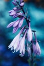 Hosta purple flowers in closeup on blue background. Hostas, plantain lilies plants. Close up of minimalist floral Royalty Free Stock Photo