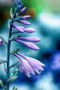 Hosta purple flowers in closeup on blue background. Hostas, plantain lilies plants. Close up of minimalist floral Royalty Free Stock Photo