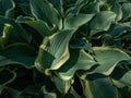 Hosta \'Regal Splendor\'. Large hosta featuring thick, wavy-undulate, blue-gray leaves with irregular creamy white