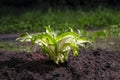 Hosta seedling is planted in the park in fertile black soil. Green leaves of the plant glow brightly sun, illuminated by light