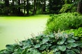 Hosta sieboldiana Elegans on the beach covered with green duckweed pond Royalty Free Stock Photo