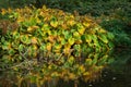 Hosta sieboldiana Elegans in fall colors on the shore of a quiet lake Royalty Free Stock Photo