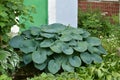 hosta sieboldiana elegans - plant used for landscaping gardens. Royalty Free Stock Photo