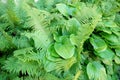 Hosta sieboldiana and fern background Royalty Free Stock Photo