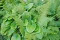 Hosta sieboldiana and fern background Royalty Free Stock Photo