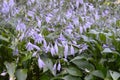 Hosta sieboldiana with light violet flowers