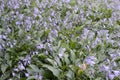 Hosta sieboldiana with light violet flowers