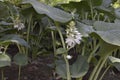 Hosta sieboldiana