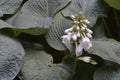 Hosta sieboldiana Royalty Free Stock Photo