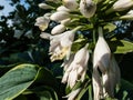 Hosta sieboldiana \'Samurai\' with huge, wide green leaves with irregular yellow margins flowering with white flowers i Royalty Free Stock Photo