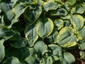 Hosta sieboldiana \'Samurai\' with huge, thick blue wide green leaves