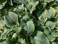 Hosta sieboldiana \'Samurai\' with huge, thick blue wide green leaves Royalty Free Stock Photo