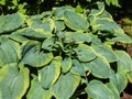 Hosta sieboldiana `Samurai` with huge, thick blue wide green leaves with irregular yellow margins growing in the garden in