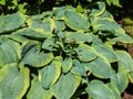 Hosta sieboldiana `Samurai` with huge, thick blue wide green leaves with irregular yellow margins growing in the garden in Royalty Free Stock Photo