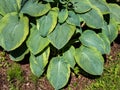 Hosta sieboldiana `Samurai` with huge, thick blue wide green leaves with irregular yellow margins growing in the garden in