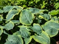 Hosta sieboldiana `Samurai` with huge, thick blue wide green leaves with irregular yellow margins growing in the garden in Royalty Free Stock Photo