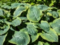 Hosta sieboldiana \'Samurai\' with huge, thick blue wide green leaves with irregular yellow margins Royalty Free Stock Photo