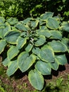 Hosta sieboldiana \'Samurai\' with thick blue wide green leaves with irregular yellow margins growing in the garden in