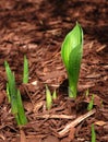 Hosta Sprouts emerging in the Spring